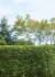 Prune shrubs and grassy plants